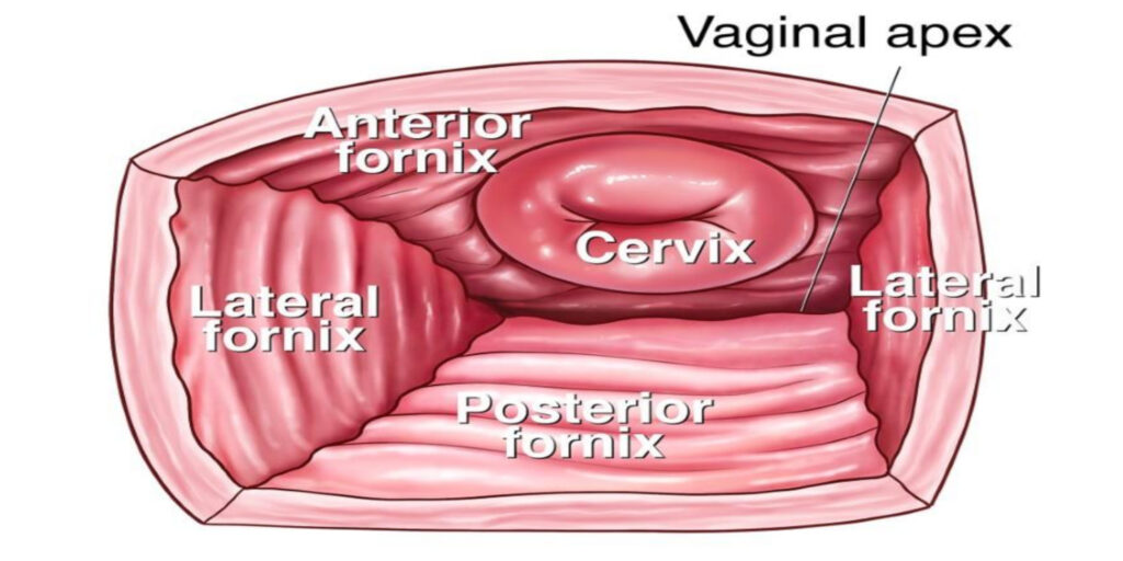 vagina